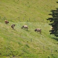 18a More Swiss Cows